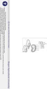 Dalam kehidupan sehari hari buah sering sekali digunakan sebagai bahan alami yang memiliki nilai ekonomi tinggi. A Sejarah Jambu Mete Dan Buah Sejati Buah Semu Disebut Juga Dengan Nama Cashew Aplle Bagian Pdf Document