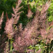 Image result for Melinis minutiflora