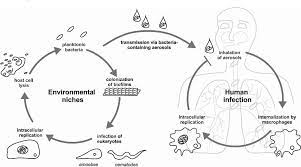 It's caused by the bacterium legionella pneumophila found in both potable and nonpotable water more hospitals are facing the dilemma of legionella outbreaks as they discover the drinking water is. Figure 1 From Legionella Spp Outdoors Colonization Communication And Persistenceemi Semantic Scholar