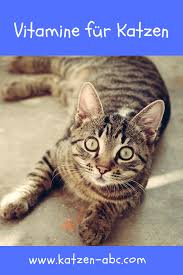 vitamine fur katzen katzen katzen verhalten katzenverhalten