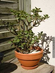 Image result for Crassula zombensis