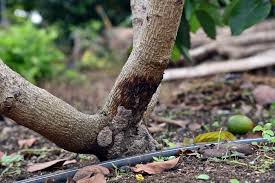 Hass Avocado Pests & Diseases Affecting Farmers In Kenya 