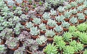 Anything and everything about succulents, a.k.a. These Nurseries In Pune Are Now Delivering Plants To Your Doorstep Whatshot Pune
