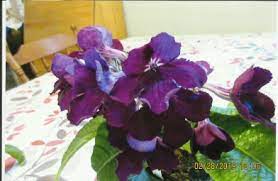 Streptocarpus 'Davies Plum Panther'