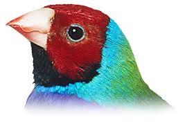 If you can, make sure you buy. Bird Beaks Different Types Of Beaks Dk Find Out