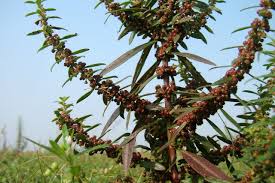 Image result for Ammannia baccifera