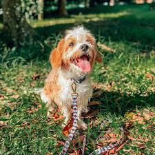 Maybe you would like to learn more about one of these? Cockapoo Puppies Near Me Home Facebook