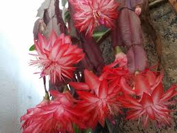Christmas cactus (aka holiday & thanksgiving cactus) is a very popular blooming plant for the holidays. Flor De Maio Laranja Dobrada Christmas Cactus Easter Cactus Cactus
