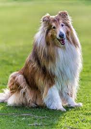 pin on beautiful dogs and their babies