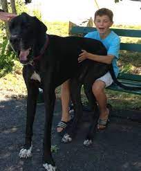5 Reasons Why Dogs Like To Sit On Your Lap Hill S Pet