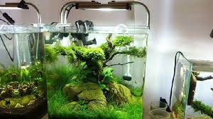 Kisaran Harga Aquascape Mini Murah Meriah Di Toko Sebelah