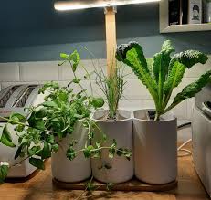 Check spelling or type a new query. Ca Pousse N Importe Comment Et A La Fin Ca Meurt Les Potagers Connectes Sont Ils Vraiment Utiles