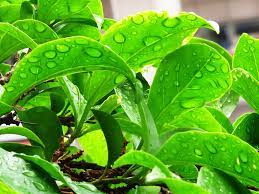 Free for commercial use no attribution required high quality images. Foto Gratis Daun Hijau Air Di Daun Wallpaper Alam Daun Tanaman Hippopx