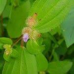 Image result for Melastomastrum capitatum