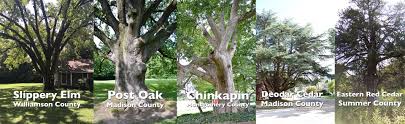 Check spelling or type a new query. Trees Native To East Tennessee Tennessee Urban Forestry Council Infosuba Org