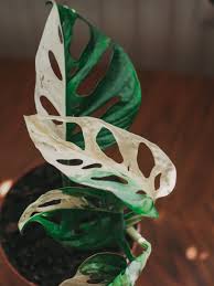 Monstera Adansonii Variegata Pflanzenblatter Pflanzen Monstera