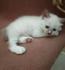 Kitten kucing persia jantan longhair warna red & white bicolor (dakota) jenis kelamin: Kucing Anggora Putih Coklat 81021 Nama Untuk Kucing Comel Lucu Dan Unik
