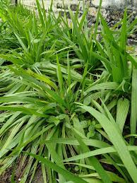 Image result for Curculigo