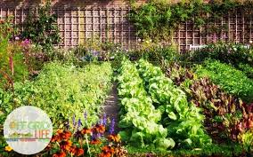 In addition to two pages with each journal writing prompt, i also created two lovely journal pages for you. How To Plan A Garden For 2021 An Off Grid Life