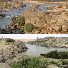 Image result for Syzygium komatiense