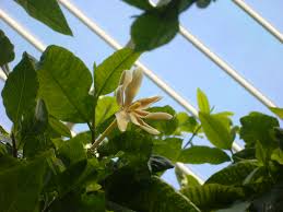 Image result for Gardenia cornuta