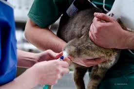 Wir sind kristin und frank und betreiben diesen blog, um unsere erfahrungen mit der pflege und behandlung unserer nierenkranken katze zu teilen. Aortenthrombus Bei Der Katze Tiermedizinportal Part 2