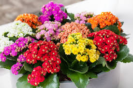 Image result for Kalanchoe rosalina