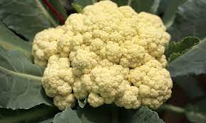 Panduan Cara Menanam Kembang Kol Dengan Mudah Bagi Pemula Kembang Kol Benih Menanam