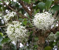 Image result for Pavetta uniflora