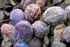 Image result for antraknóza ořešáku