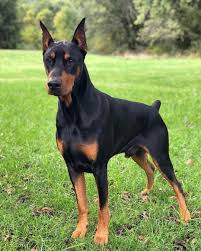 Atlas Breed Dobermann From Atlas And Athena In 2020 Doberman Pinscher Breeds Dogs