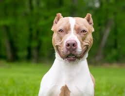 If done properly by a professional, the dog does not suffer much pain. A Happy Red And White Pit Bull Terrier Mixed Breed Dog With Cropped Ears Stock Photo Adobe Stock
