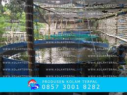 3 Tiga Kolam Terpal Bulat Cocok Untuk Memulai Usaha Bisnis Ternak Ikan Lele Kolamterpalbulat Ternaklele Kolam