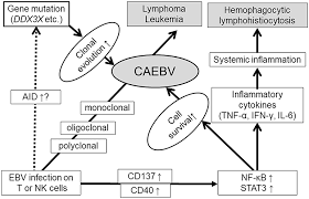 Frontiers Advances In The Study Of Chronic Active Epstein