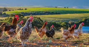 Chicken Ranching or Chicken Farming: What's the Big Difference in 2021? (Updated Nov. 2021)