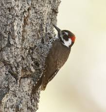 Birds Of Southern Arizona Images 128 Arizona Woodpecker Leuconotopicus Arizonae Native To Southern Arizona And New Mexico And The S Desert Mountains Sonoran Desert Sierra Madre Occidental