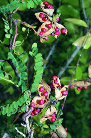 Image result for Abrus fruticulosus