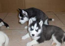 We did not find results for: Adorable Husky Puppies For Free Adoption Dogs For Sale In Moolakadai Idukki Click In
