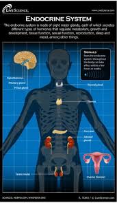 Human Endocrine System Diagram How It Works Live Science
