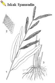 Image result for Acrostichum aureum