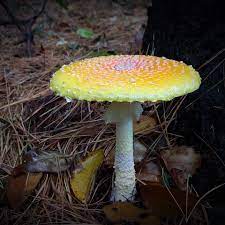 Formosa, known as the yellow orange fly agaric, is a hallucinogenic and poisonous basidiomycete fungus of the genus amanita.this variety, which can sometimes be distinguished from most other a. Amanita Muscaria Var Guessowii Posts Facebook
