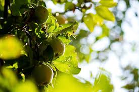 Maybe you would like to learn more about one of these? Hd Wallpaper Apples Apple Tree Fruit Garden Garden Fruits Fresh Harvest Wallpaper Flare