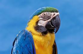 blue and gold macaw bird species profile