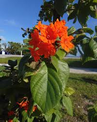 Image result for Cordia megiae