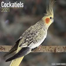 Cockatiel by kikariz cockatiel mix love imgur? Cockatiels Calendar Calendars 2020 2021 Wall Calendars Bird Calendars Monthly Wall Calendar By Avonside Megacalendars 9781785809583 Amazon Com Books