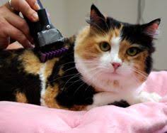 Kedi Makina Trasi Tuy Dokulmesine Karsi Onerilen Tras Seklidir Tuyler Tercihe Gore 3 Mm Ve 2 Cm Arasinda Degisen Uzunluklarda K Pet Grooming Kedi Kedi Kopek