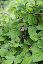 Image result for Equilabium petiolare