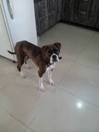 This breed is fearless and courageous if threatened. Female Boxer Pup Urgently Needs A Forever Home Delhi Ncr This Very Beautiful 6 Month Old Female Boxer Pup Has Been Foster Puppies Boxer Puppies Dog Adoption