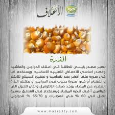 تعتبر الذرة مصدر رئيسى للطاقة فى اعلاف الدواجن والماشيه و مصدر اساسى للاحماض الامنينيه الاساسيه ويستخدم اما فى صوره علف أخضر بعد تقطعيه و food vegetables corn