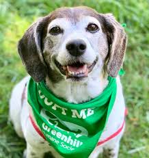 Maybe you would like to learn more about one of these? Greenhill Humane Society